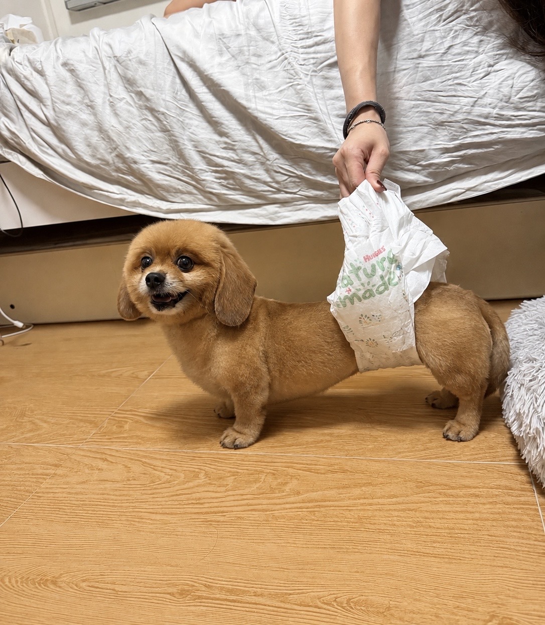 Proposed elongated dachshund form of Darson Tan Ben Ben