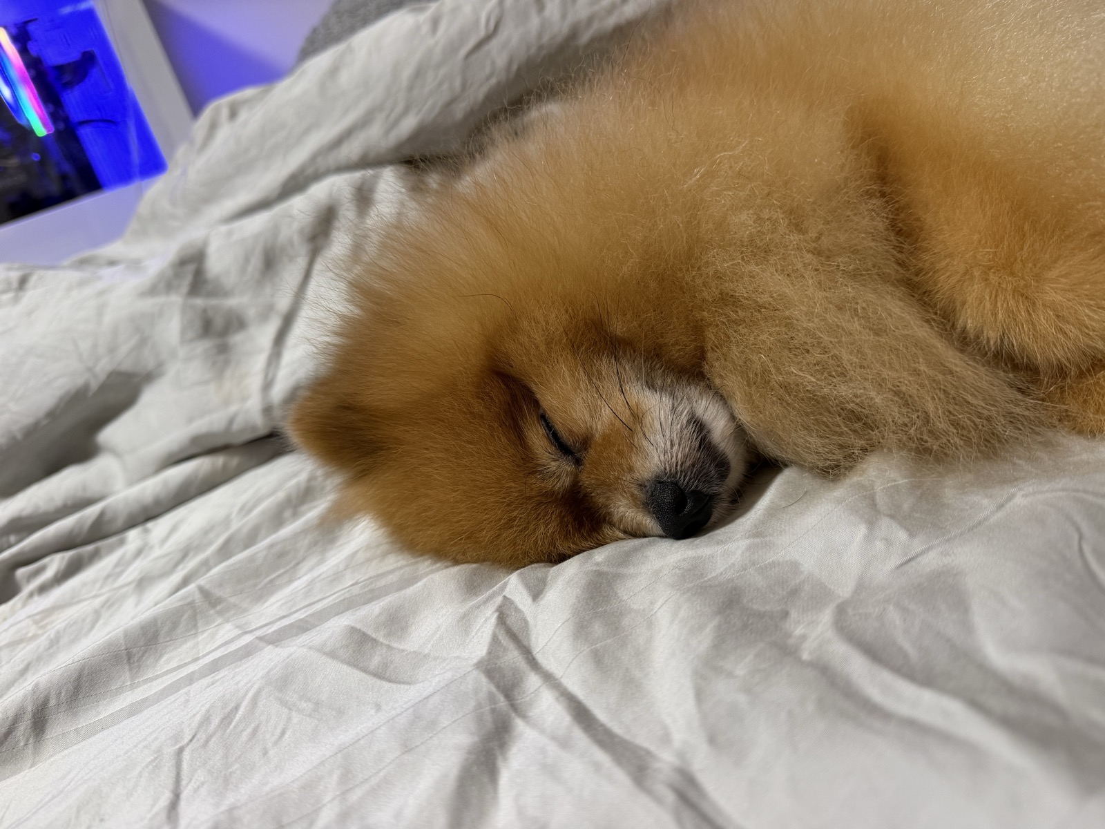 Darson Tan Ben Ben asleep, hard at work